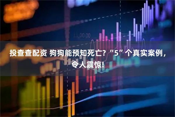 投查查配资 狗狗能预知死亡? “5”个真实案例，令人震惊!